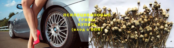сатива Абинск